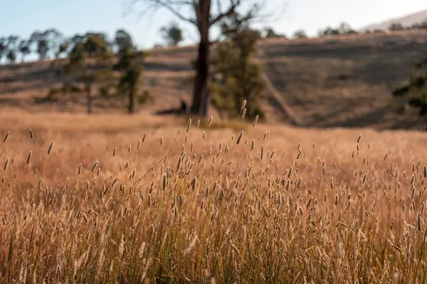 Yazın bir tarlada yenilenebilir organik çiçeklerin otlağı ve otlağı. 