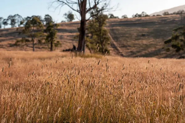 Yazın bir tarlada yenilenebilir organik çiçeklerin otlağı ve otlağı. 