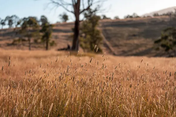 Yazın bir tarlada yenilenebilir organik çiçeklerin otlağı ve otlağı. 