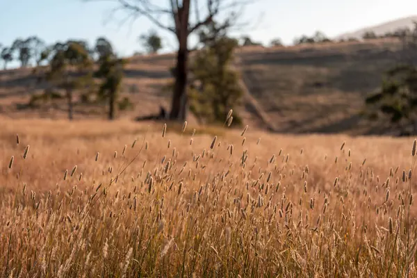 Yenilenebilir tarım çiftliğinde büyüyen çayırlar ve otlar. yerel bitkiler karbon depoluyor 