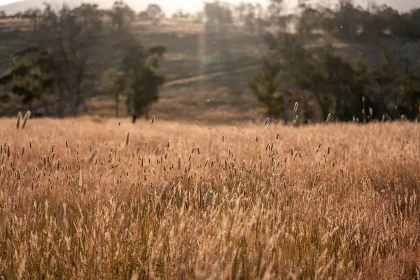 Yenilenebilir tarım çiftliğinde büyüyen çayırlar ve otlar. yerel bitkiler karbon depoluyor 