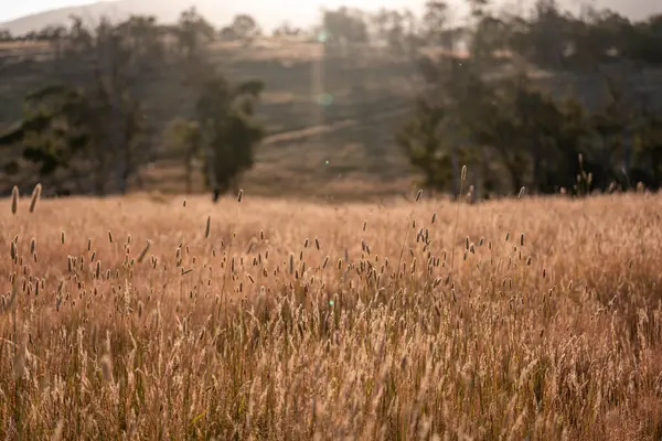 Yenilenebilir tarım çiftliğinde büyüyen çayırlar ve otlar. yerel bitkiler karbon depoluyor 
