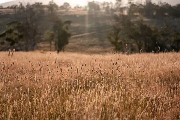 Yazın bir tarlada yenilenebilir organik çiçeklerin otlağı ve otlağı. 