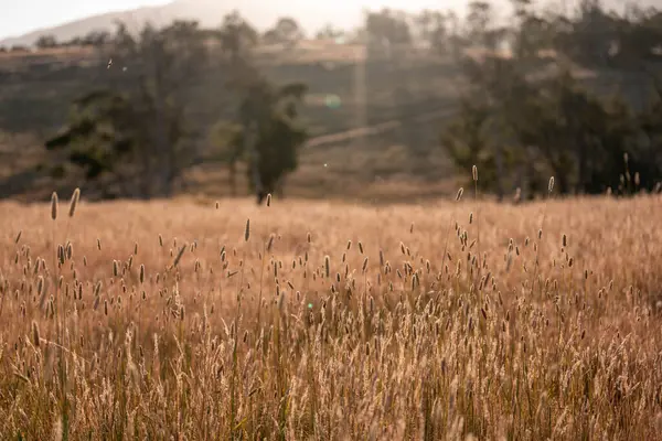 Yenilenebilir tarım çiftliğinde büyüyen çayırlar ve otlar. yerel bitkiler karbon depoluyor 