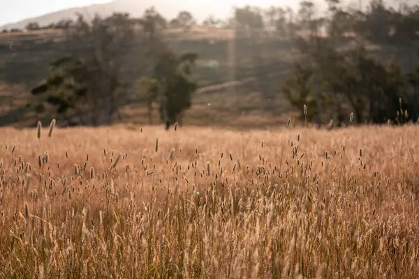 Yenilenebilir tarım çiftliğinde büyüyen çayırlar ve otlar. yerel bitkiler karbon depoluyor 