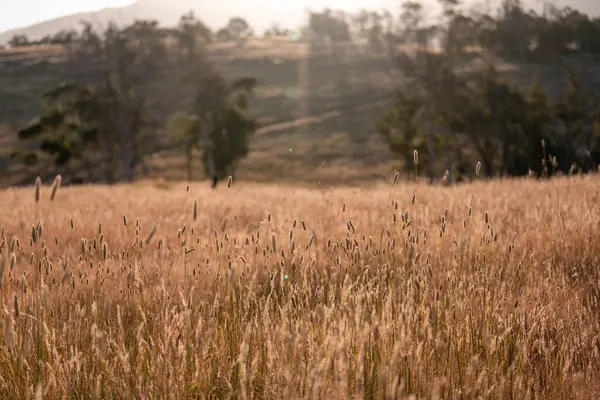 Yazın bir tarlada yenilenebilir organik çiçeklerin otlağı ve otlağı. 