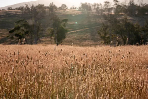 Yazın bir tarlada yenilenebilir organik çiçeklerin otlağı ve otlağı. 