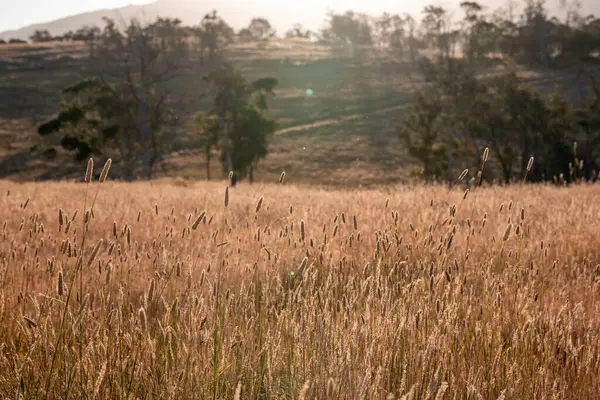 Yazın bir tarlada yenilenebilir organik çiçeklerin otlağı ve otlağı. 