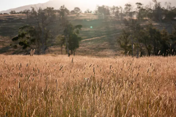 Yenilenebilir tarım çiftliğinde büyüyen çayırlar ve otlar. yerel bitkiler karbon depoluyor 