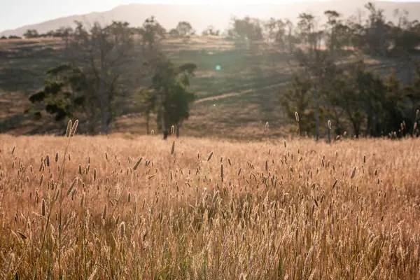Yazın bir tarlada yenilenebilir organik çiçeklerin otlağı ve otlağı. 