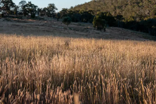 Yenilenebilir tarım çiftliğinde büyüyen çayırlar ve otlar. yerel bitkiler karbon depoluyor 