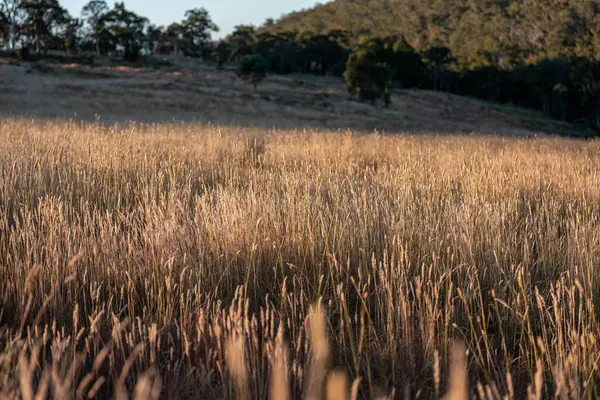 Yenilenebilir tarım çiftliğinde büyüyen çayırlar ve otlar. yerel bitkiler karbon depoluyor 