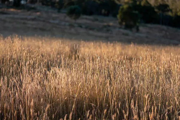 Yazın bir tarlada yenilenebilir organik çiçeklerin otlağı ve otlağı. 