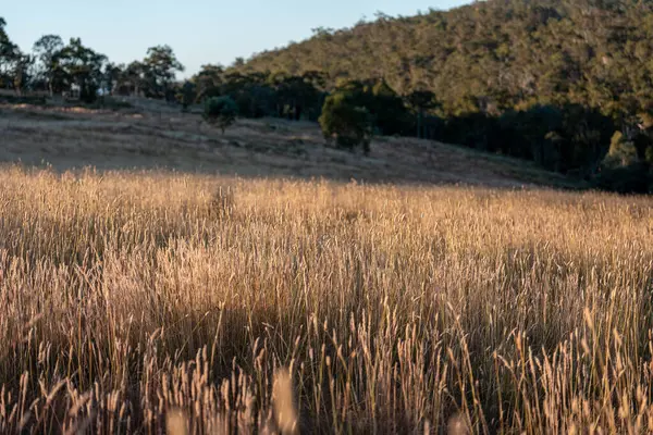 Yazın bir tarlada yenilenebilir organik çiçeklerin otlağı ve otlağı. 