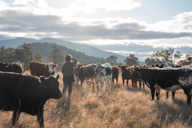 Bir tarlada kadın çiftçi otlağı öğreniyor. Bir tarladaki ekinleri, toprağı ve bitkileri karbon depolayan ineklerle incelemek.