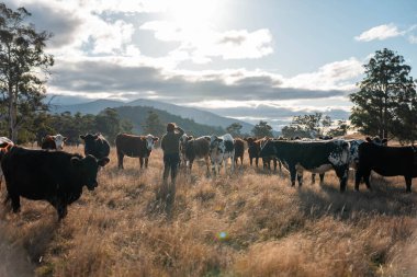 Bir tarlada kadın çiftçi otlağı öğreniyor. Bir tarladaki ekinleri, toprağı ve bitkileri karbon depolayan ineklerle incelemek.