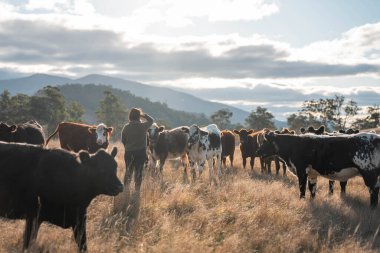 Çiftlikte toprak test eden bir kadın çiftçi. Tarımcı otlaktaki bir inek çiftliğinde bitki sağlığını ve toprak bilimini kontrol ediyor.