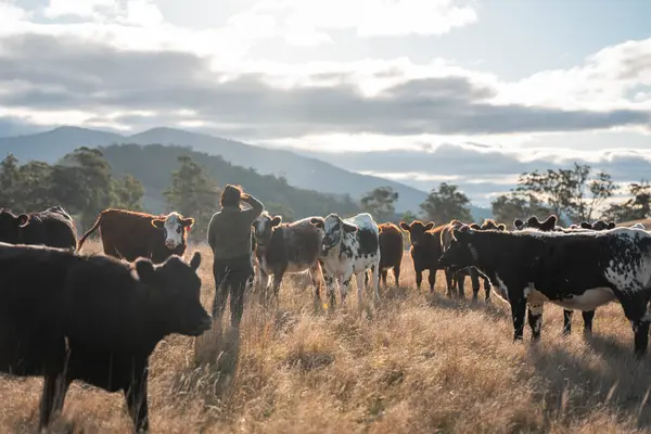 Çiftlikte toprak test eden bir kadın çiftçi. Tarımcı otlaktaki bir inek çiftliğinde bitki sağlığını ve toprak bilimini kontrol ediyor.