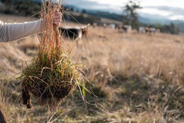 Bir tarlada kadın çiftçi otlağı öğreniyor. Bir tarladaki ekinleri, toprağı ve bitkileri karbon depolayan ineklerle incelemek.