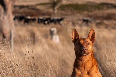 Avustralya 'da bir sığır çiftliğinde çalışan Avustralya Çiftlik Köpekleri yazın uzun otların arasında oturuyor.