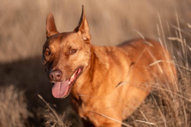 Avustralya 'da bir sığır çiftliğinde çalışan Avustralya Çiftlik Köpekleri yazın uzun otların arasında oturuyor.