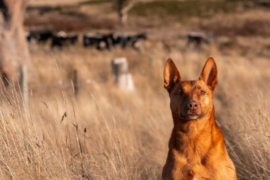 Avustralya 'da bir sığır çiftliğinde çalışan Avustralya Çiftlik Köpekleri yazın uzun otların arasında oturuyor.