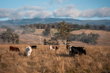 Tazmanya Avustralya wagyu inekleri çayırda otluyor. İlkbaharda Tazmanya Avustralya 'da bir çayır otlağında ot yiyen siyah bir angus ineğinin yakınına.