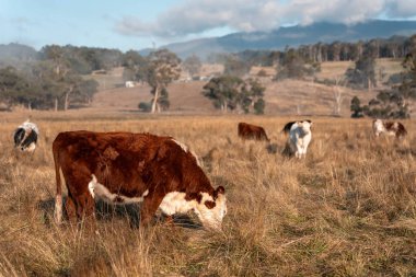 Tazmanya Avustralya wagyu inekleri çayırda otluyor. İlkbaharda Tazmanya Avustralya 'da bir çayır otlağında ot yiyen siyah bir angus ineğinin yakınına.