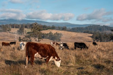Tazmanya Avustralya wagyu inekleri çayırda otluyor. İlkbaharda Tazmanya Avustralya 'da bir çayır otlağında ot yiyen siyah bir angus ineğinin yakınına.