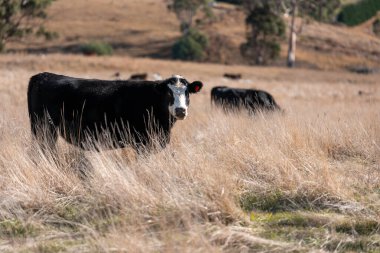 Tazmanya Avustralya wagyu inekleri çayırda otluyor. İlkbaharda Tazmanya Avustralya 'da bir çayır otlağında ot yiyen siyah bir angus ineğinin yakınına.