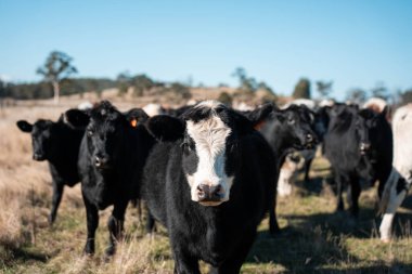 Tazmanya Avustralya wagyu inekleri çayırda otluyor. İlkbaharda Tazmanya Avustralya 'da bir çayır otlağında ot yiyen siyah bir angus ineğinin yakınına.