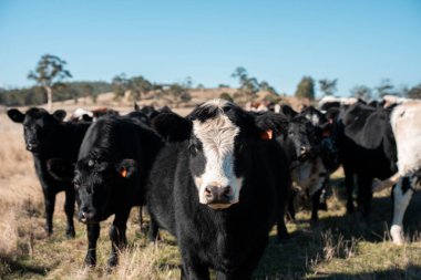 Tazmanya Avustralya wagyu inekleri çayırda otluyor. İlkbaharda Tazmanya Avustralya 'da bir çayır otlağında ot yiyen siyah bir angus ineğinin yakınına.