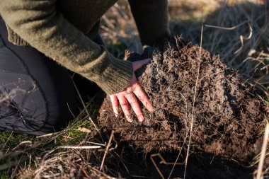 Bir tarlada kadın çiftçi otlağı öğreniyor. İlkbaharda karbon depolayan ineklerle tarlada ekinleri, toprağı ve bitkileri incelemek.