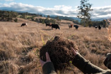 Çiftlikte toprak test eden bir kadın çiftçi. Tarımcı otlaktaki bir inek çiftliğinde bitki sağlığını ve toprak bilimini kontrol ediyor.