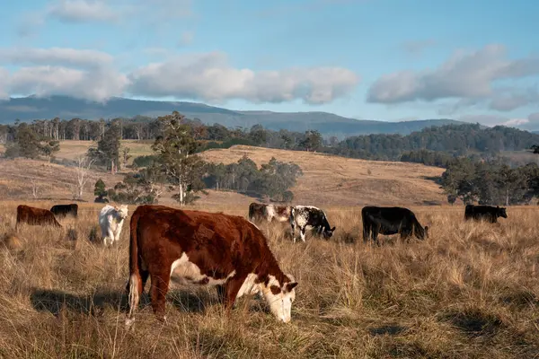 Tazmanya Avustralya wagyu inekleri çayırda otluyor. İlkbaharda Tazmanya Avustralya 'da bir çayır otlağında ot yiyen siyah bir angus ineğinin yakınına.