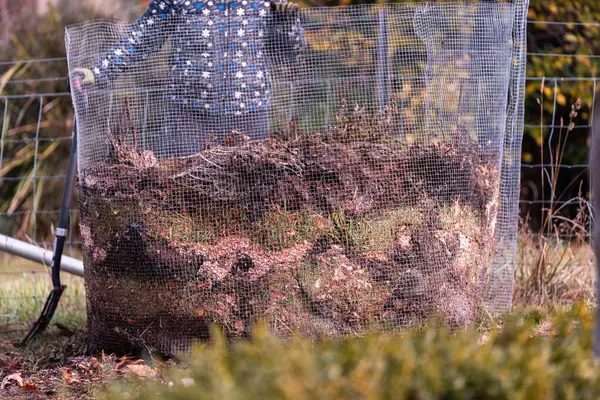 Kadın çiftçi toplum bahçesinde gübre yığınına dönüşüyor. Mikroorganizmalarla dolu gübre. Avustralya 'da sebze tarlasında toprak örneğiyle sürdürülebilir yenilenebilir tarım