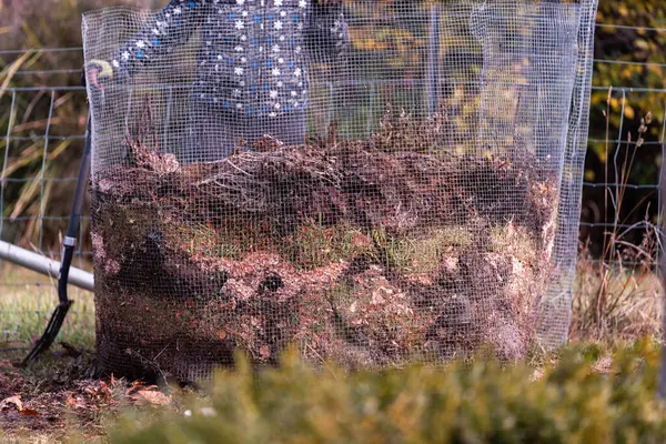 Kadın çiftçi toplum bahçesinde gübre yığınına dönüşüyor. Mikroorganizmalarla dolu gübre. Avustralya 'da sebze tarlasında toprak örneğiyle sürdürülebilir yenilenebilir tarım