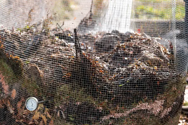 Kadın çiftçi toplum bahçesinde gübre yığınına dönüşüyor. Mikroorganizmalarla dolu gübre. Avustralya 'da sebze tarlasında toprak örneğiyle sürdürülebilir yenilenebilir tarım