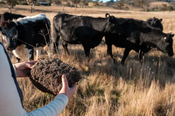 Çiftçilik yapan bir ailede yetişkin bir kadın çiftçi. Rejeneratif organik dişi çiftçi, toprak örnekleri alıyor ve bir çiftlikteki bitki gelişimine bakıyor. tarımla uğraşmak 