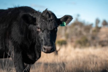 Avustralya 'da sığır çiftliğinde otlayan sığır ve dana eti. Üreme türleri arasında ilkbaharda Murray Grey, Angus ve Wagyu bulunur.