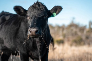 Avustralya 'daki güzel sığırlar ot yer, otlakta otlarlar. Bir tarım çiftliğinde büyüyen sığır sürüsü.
