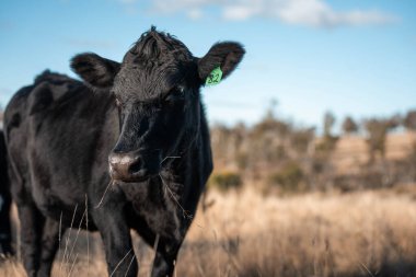 Avustralya 'daki güzel sığırlar ot yer, otlakta otlarlar. Tarımsal bir çiftlikte yetiştirilen sığır sürüsü. Yeşil tepelerde sürdürülebilir tarım
