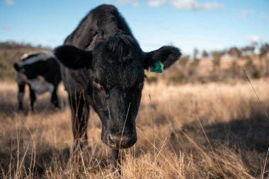 İngiltere 'de bir çiftlikteki bir tarlada sığır eti. Baharda çayırda otlayan İngiliz sığırları. Sürdürülebilir bir tarım çiftliğinin otlağında büyüyen yeşil çimenler.