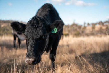 Avustralya 'da sığır çiftliğinde otlayan sığır ve dana eti. Üreme türleri arasında ilkbaharda Murray Grey, Angus ve Wagyu bulunur.