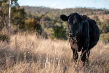 Avustralya 'da bir tarlada güzel sığırlar 