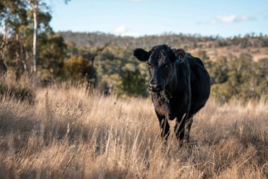 İngiltere 'de bir çiftlikteki bir tarlada sığır eti. Baharda çayırda otlayan İngiliz sığırları. Sürdürülebilir bir tarım çiftliğinin otlağında büyüyen yeşil çimenler.