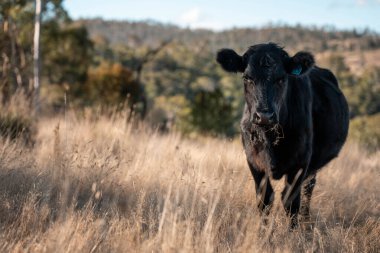Avustralya 'da sığır çiftliğinde otlayan sığır ve dana eti. Üreme türleri arasında ilkbaharda Murray Grey, Angus ve Wagyu bulunur.