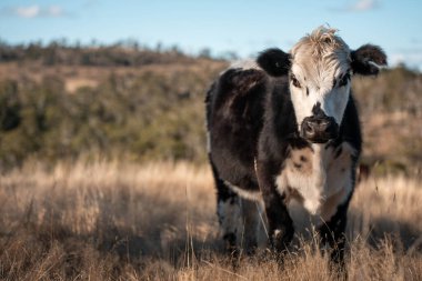 Avustralya 'daki güzel sığırlar ot yer, otlakta otlarlar. Bir tarım çiftliğinde büyüyen sığır sürüsü.