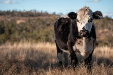 Avustralya 'daki güzel sığırlar ot yer, otlakta otlarlar. Tarımsal bir çiftlikte yetiştirilen sığır sürüsü. Yeşil tepelerde sürdürülebilir tarım