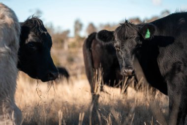 Avustralya 'da bir tarlada güzel sığırlar 